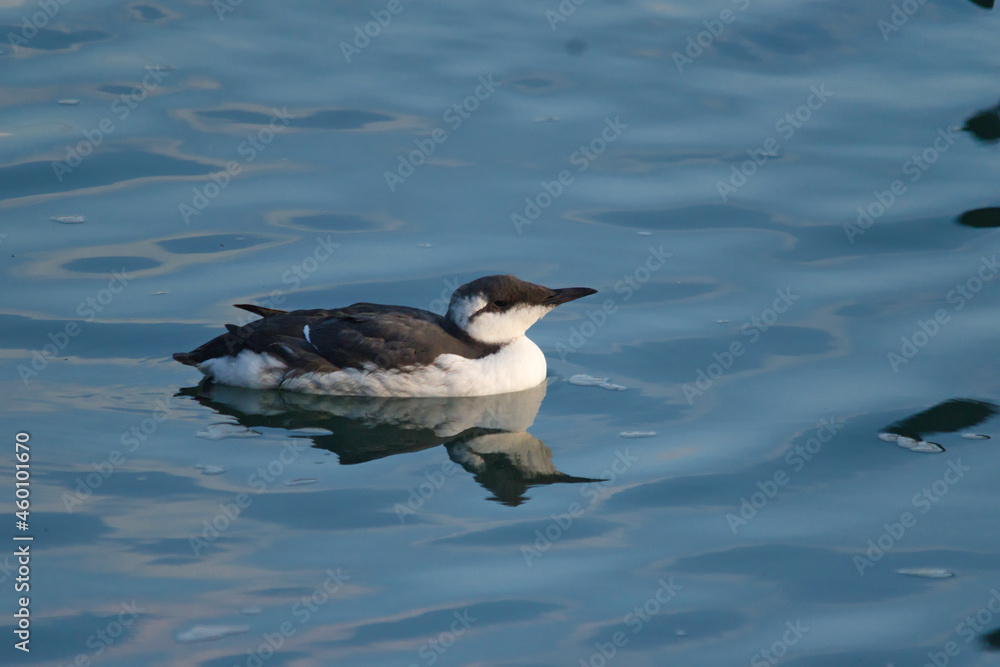 Fototapeta premium Guillemot bird in the water