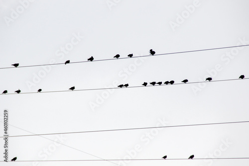 Pájaros en los cables