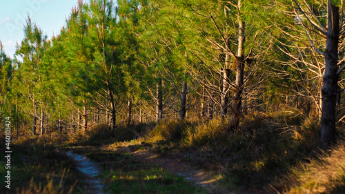 Forêt de pins, dans les Landes de Gascogne, pendant le coucher du soleil. Ces jeunes pins ont été semés quelques années après le passage de la tempête Klaüs, en 2009.