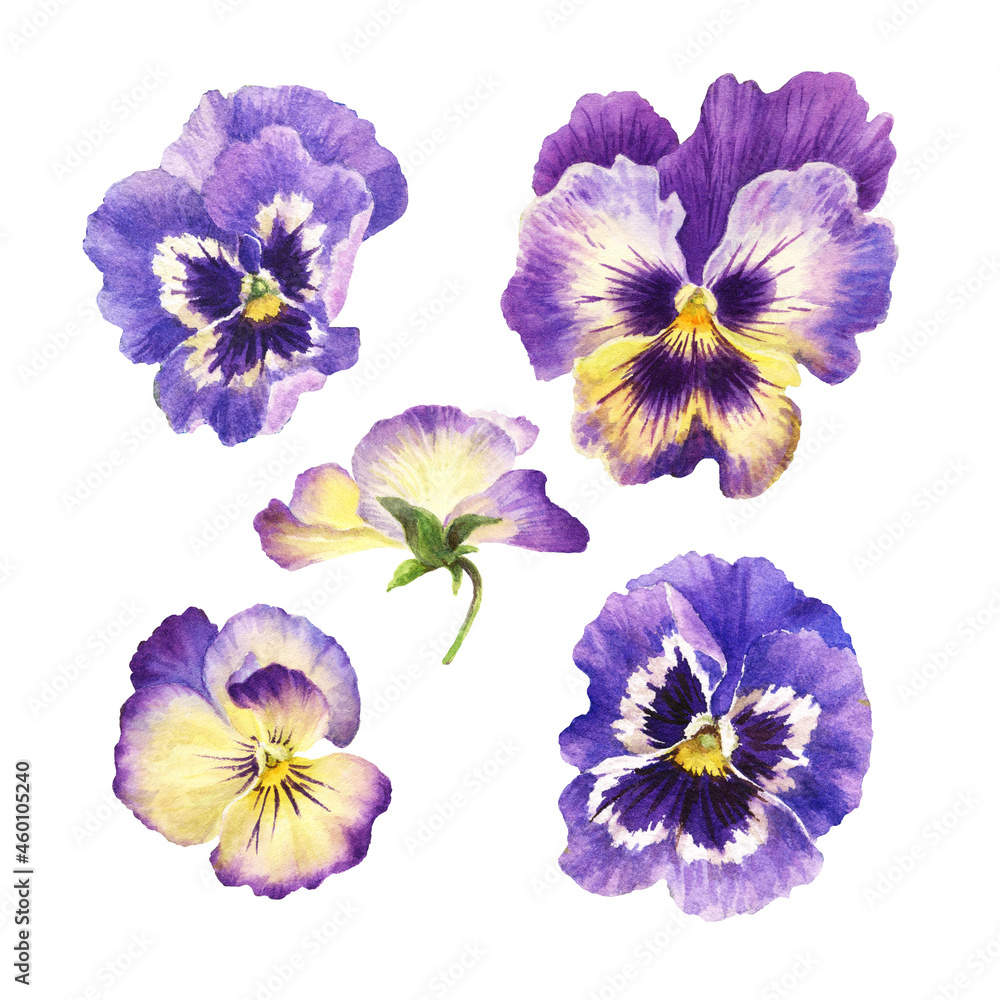 watercolor set of pansies, hand drawn floral illustration isolated on white background