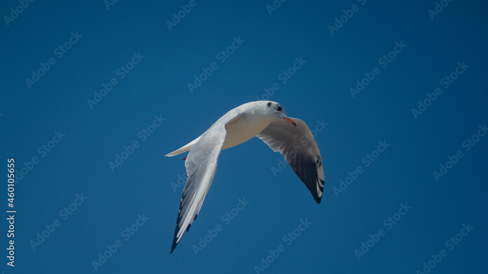 Obraz premium seagull in the sky