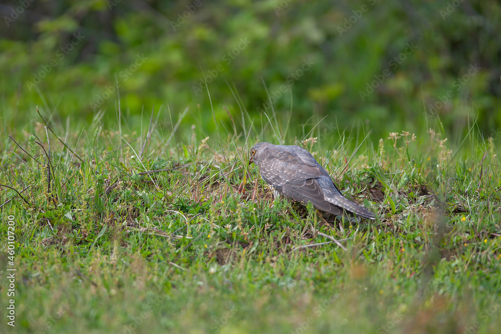 Fototapeta premium Common Cuckoo (Cuculus canorus) feeding on grass in meadow