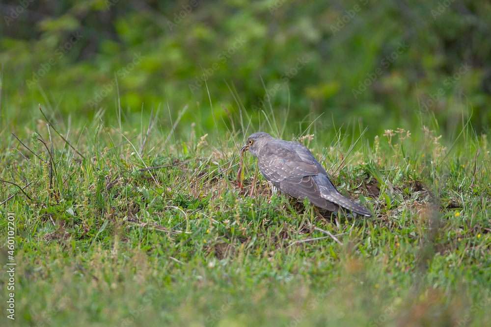 Common Cuckoo (Cuculus canorus) feeding on grass in meadow Common Cuckoo (Cuculus canorus) feeding on grass in meadow