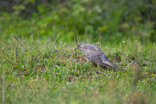 Common Cuckoo (Cuculus canorus) feeding on grass in meadow © Ali Tellioglu