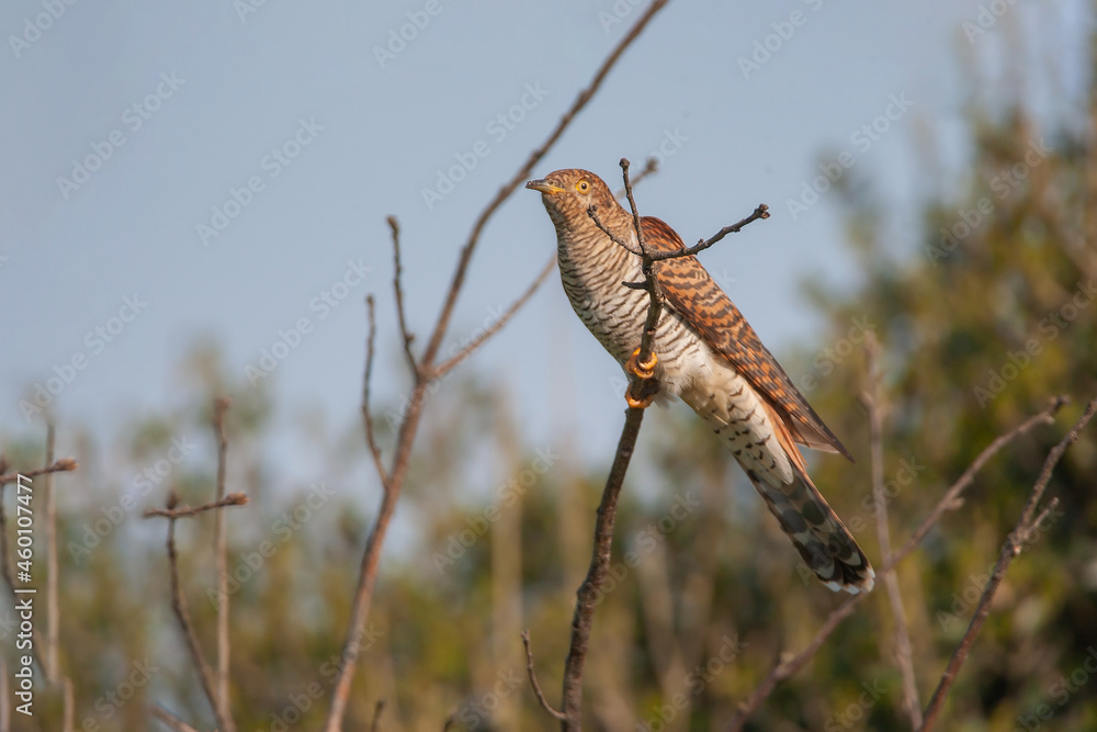 Common Cuckoo (Cuculus canorus) perched on a tree branch
