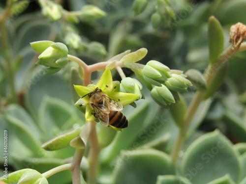 Bee collecting Nectar