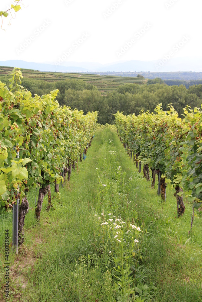 Vineyards in Ihrigen (Kaiserstuhl)