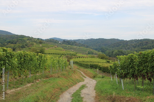 Vineyards in Ihrigen (Kaiserstuhl)