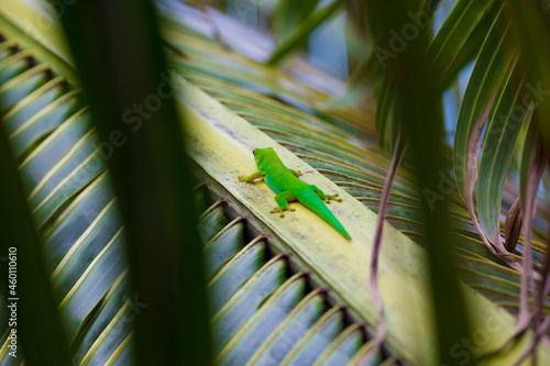 Lizard on Palm Leaves Tropical Background Sun Light Holiday Travel Design Space Palm Trees Branches Landscape Indonesia Seychelles Philippines Travel Island Relax Sea Ocean. green felzuma © Vera