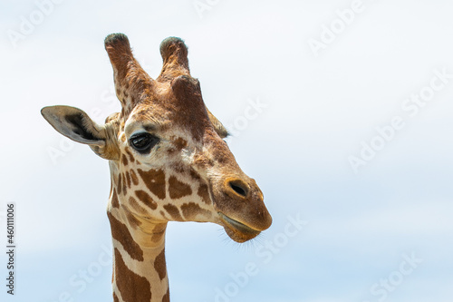 portrait of a giraffe