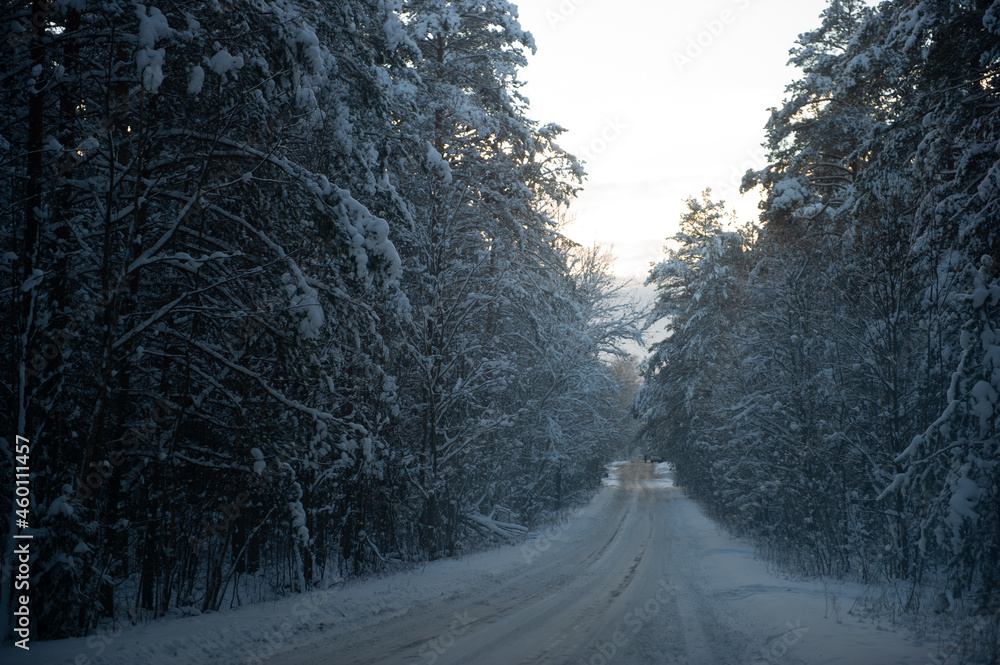 Obraz premium winter road in the forest