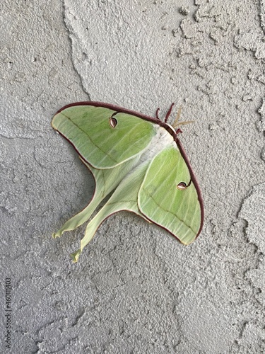 butterfly on leaf