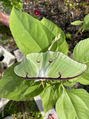 leaves in the garden