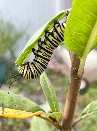 caterpillar on a leaf © kellen