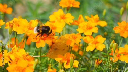 Bumblebee eating nectar on a yellow flower © Rbizon