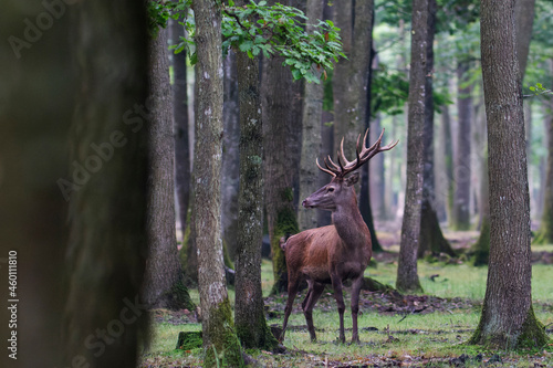 Stag Cervus elaphus in a European forest © denis