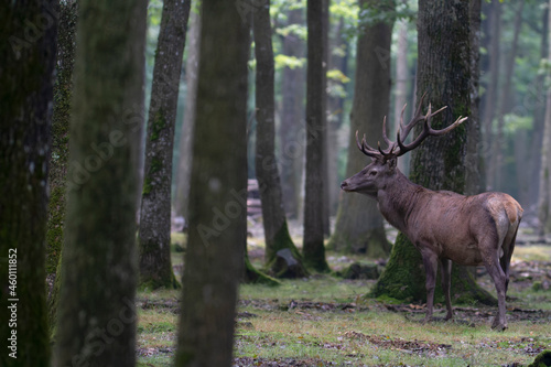 Stag Cervus elaphus in a European forest