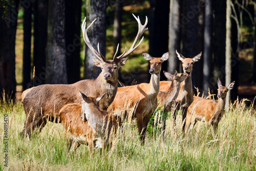 Fototapeta Naklejka Na Ścianę i Meble -  Rotwild ( Cervus elaphus ).