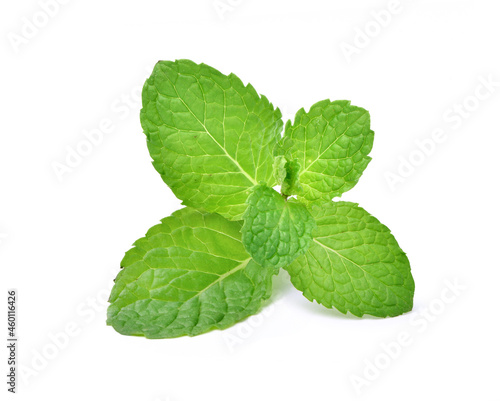 Fresh Mint leaves isolated on white background.