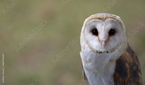 pale face with its heart shape and two big black eyes of Barn owl