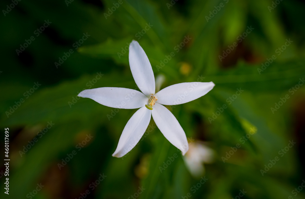 Fototapeta premium Exotic Tropical Plumeria Flower White Resort, Travel Vacations Luxury Freshness Maldives Thailand, Indonesia Bora Bora Sri Lanka Bali Dominican Republic as background Jamaica Cuba Hawaii Egypt