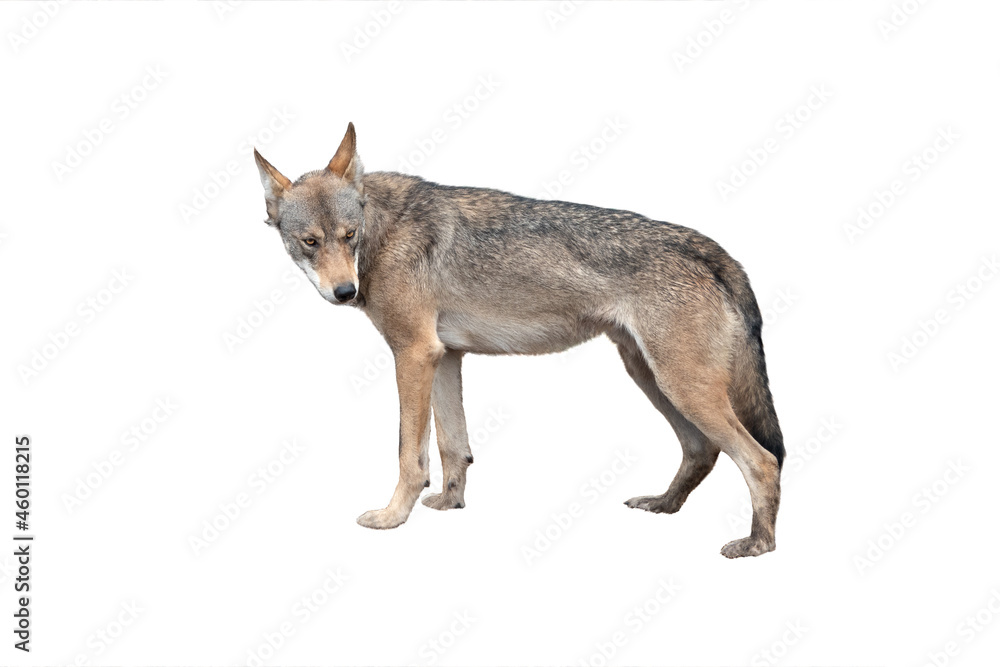 Obraz premium sad wolf isolated on white background