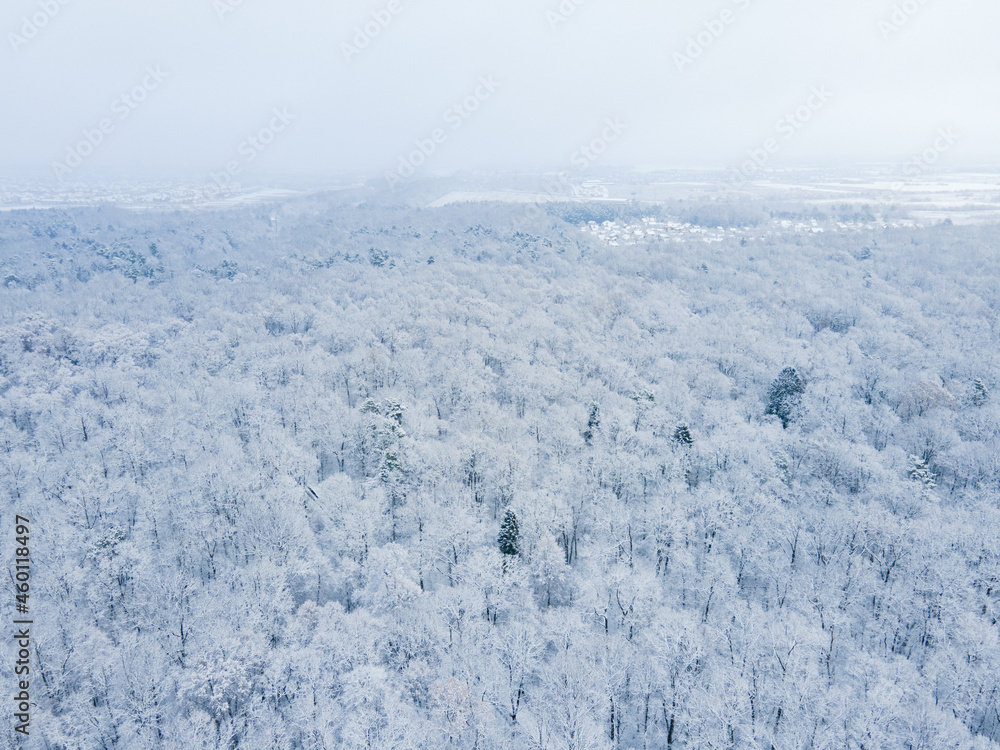 overhead top view of snowed forest with white branches