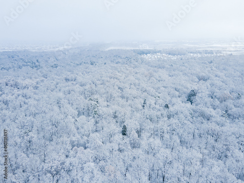 overhead top view of snowed forest with white branches