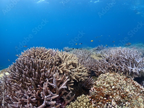 Fototapeta Naklejka Na Ścianę i Meble -  So beautiful coral view