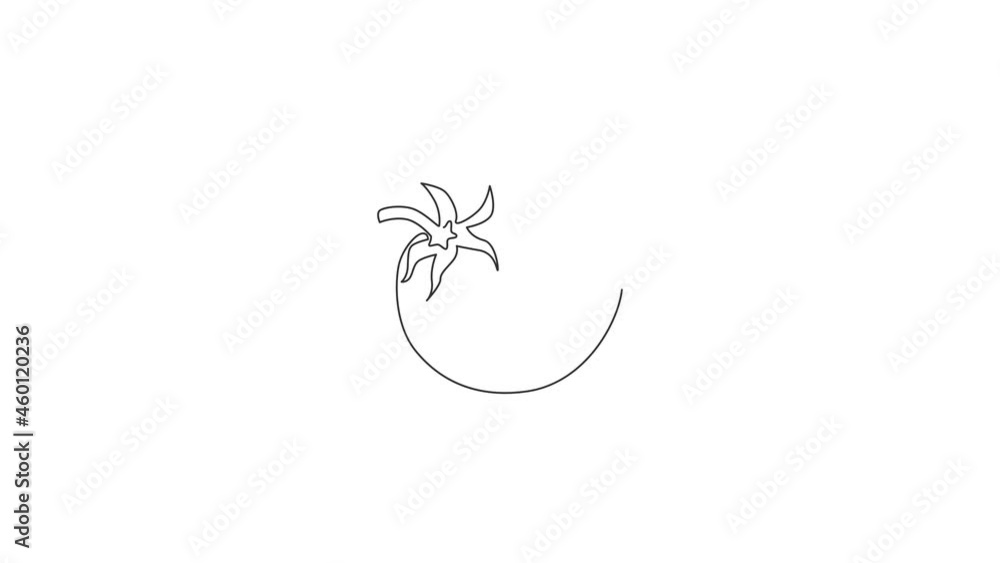 Animation of one line drawing whole healthy organic tomato for farming logo identity. Fresh tropical vegetable concept for vegie garden icon. Continuous line self draw animated. Full length motion. Animation of one line drawing whole healthy organic tomato for farming logo identity. Fresh tropical vegetable concept for vegie garden icon. Continuous line self draw animated. Full length motion.