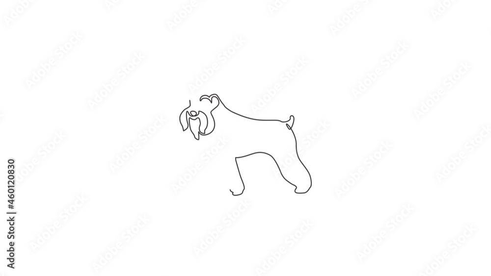 Animated self drawing of one continuous line draw miniature schnauzer dog for company logo identity. Purebred dog mascot concept for pedigree friendly pet icon. Full length single line animation. Animated self drawing of one continuous line draw miniature schnauzer dog for company logo identity. Purebred dog mascot concept for pedigree friendly pet icon. Full length single line animation.