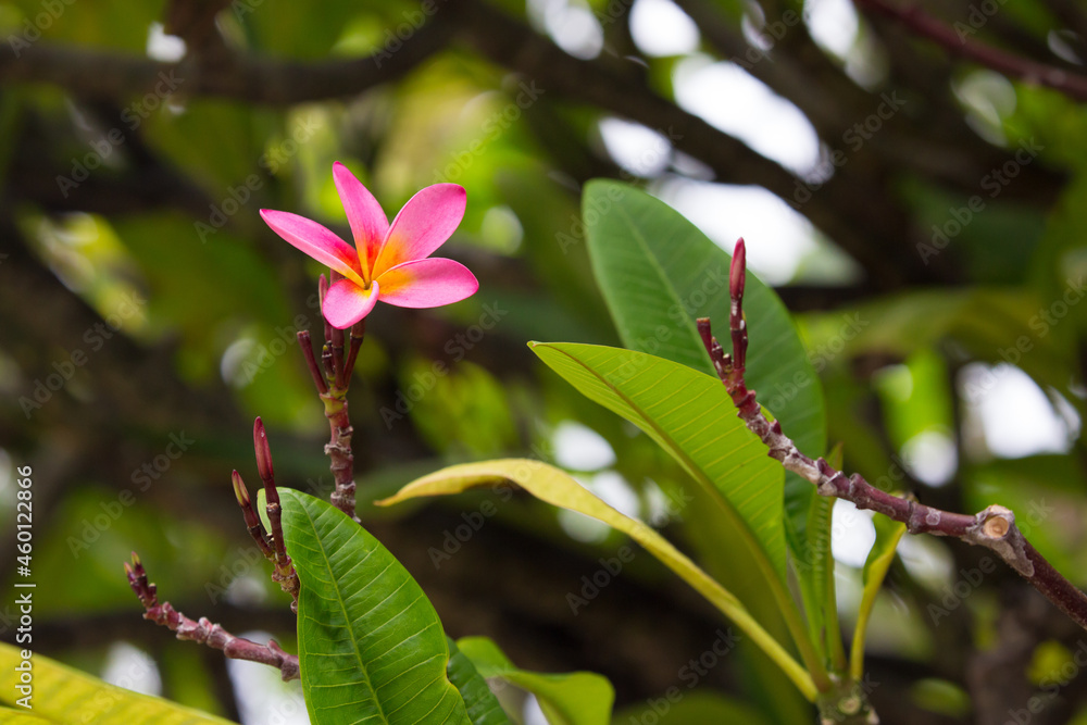 Obraz premium Exotic Tropical Flower White Resort, Travel Vacations Luxury Freshness Maldives Thailand, Indonesia Bora Bora Sri Lanka Bali Dominican Republic as background Jamaica Cuba Hawaii Egypt
