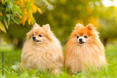 two ginger pomeranian spitz in the golden autumn park. orange dog friends in fall with falling leaves. friendly pets walking  together outdoor © Елена Якимова