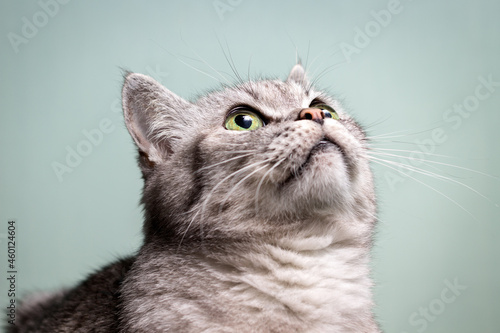 Beautiful gray cat looking up