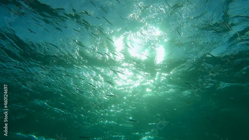 Shoal of Blue sprat, Delicate round herring or blueback sprat (Spratelloides delicatulus). Massive school of small fish swims in the blue water in sunrays. Backlight (Contre-jour), 4K-60fps photo