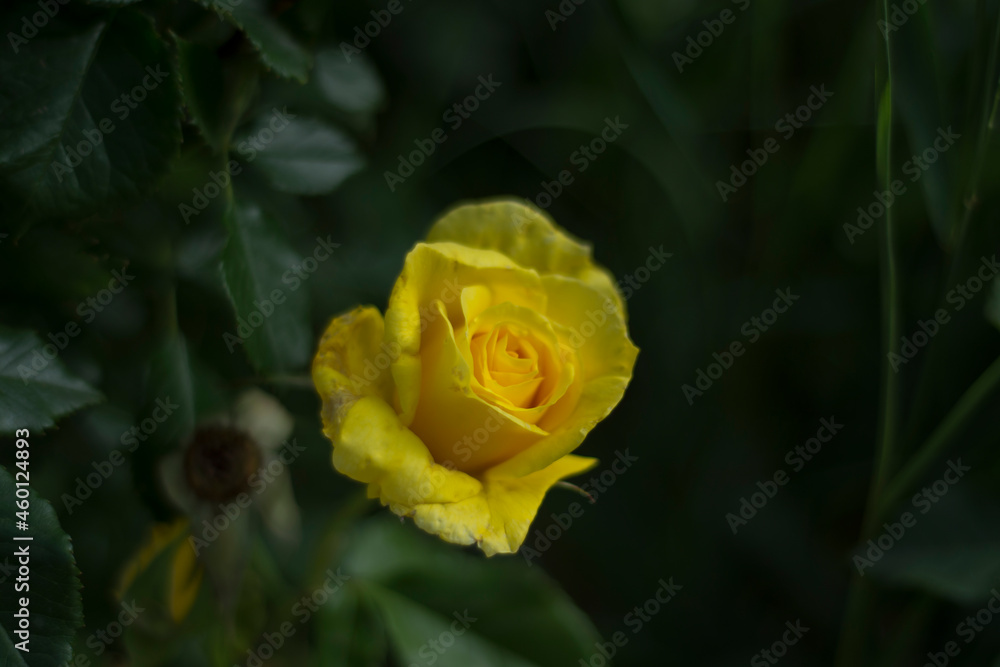 fresh yellow roses in spring. flower of separation and longing. Selective Focus bloom fresh yellow roses in spring. flower of separation and longing. Selective Focus bloom