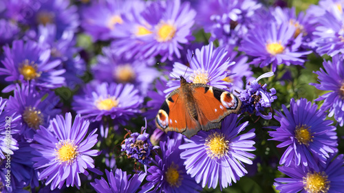Canvas Print peacock butterfly on violet asters