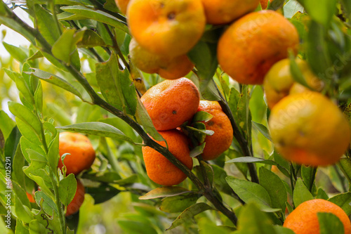 árbol de mandarinas photo