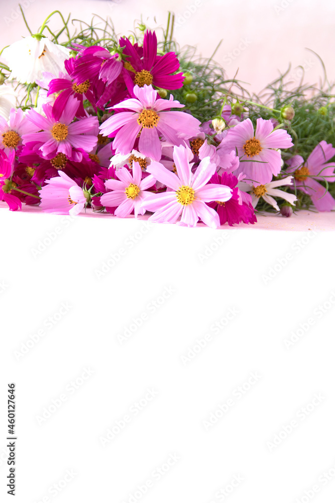 ピンクと白のコスモスの花束