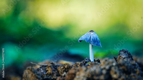 white mushroom growing in the forest, photo using the focus stack, very high quality