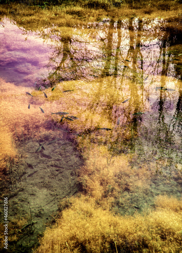 abstract forest with swamp moat