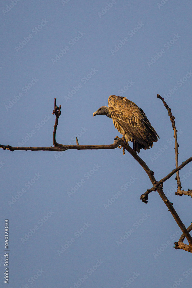 Long-billed Vulture perched on a branch watching over a carcass in Bandhavgarh, India Long-billed Vulture perched on a branch watching over a carcass in Bandhavgarh, India