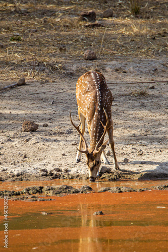 Spotted deer drinking in the forest looking out for Tigers in Bandhavgarh  India
