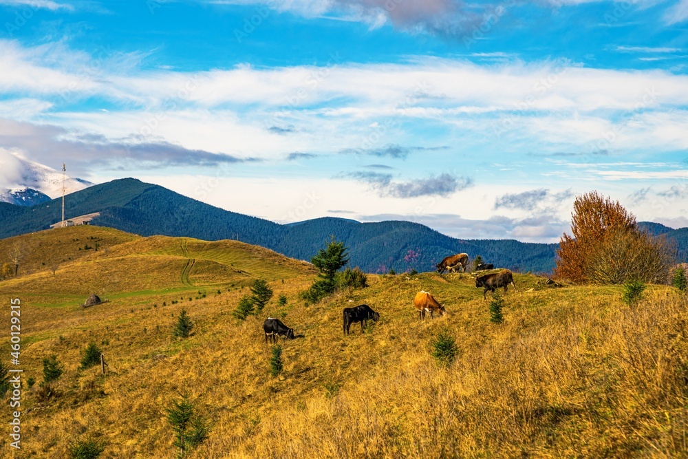 A large herd of cows grazes in the meadow and eats grass against the backdrop of the beautiful nature of the Carpathians