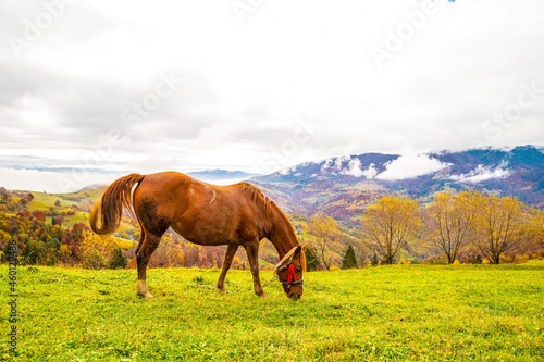 A handsome stallion walks in the field and eats juicy grass