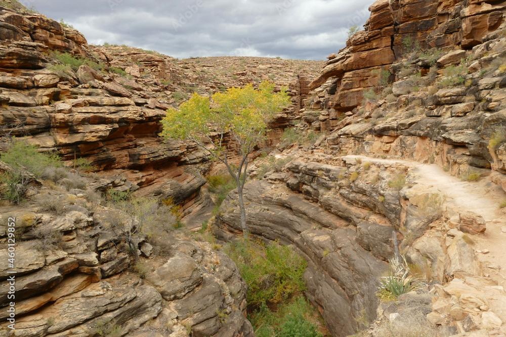Obraz premium Grand Canyon National Park, Rim to Rim hiking path, Arizona, United States