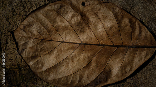 Textured walnut leaf close up picture