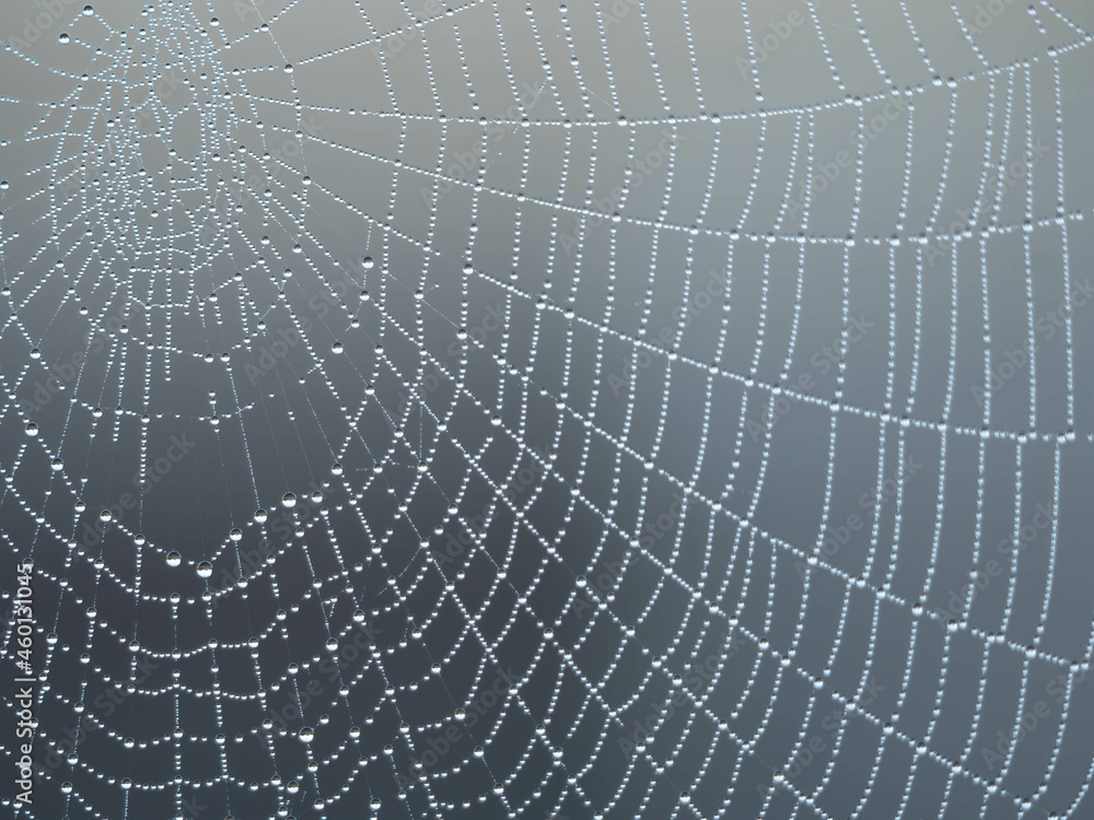 Dew covered spiders web in the morning Dew covered spiders web in the morning