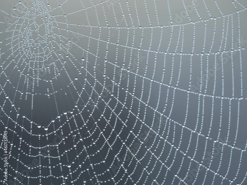 Dew covered spiders web in the morning