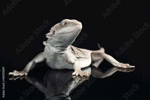 Fotografie Bearded Dragon Zero morph